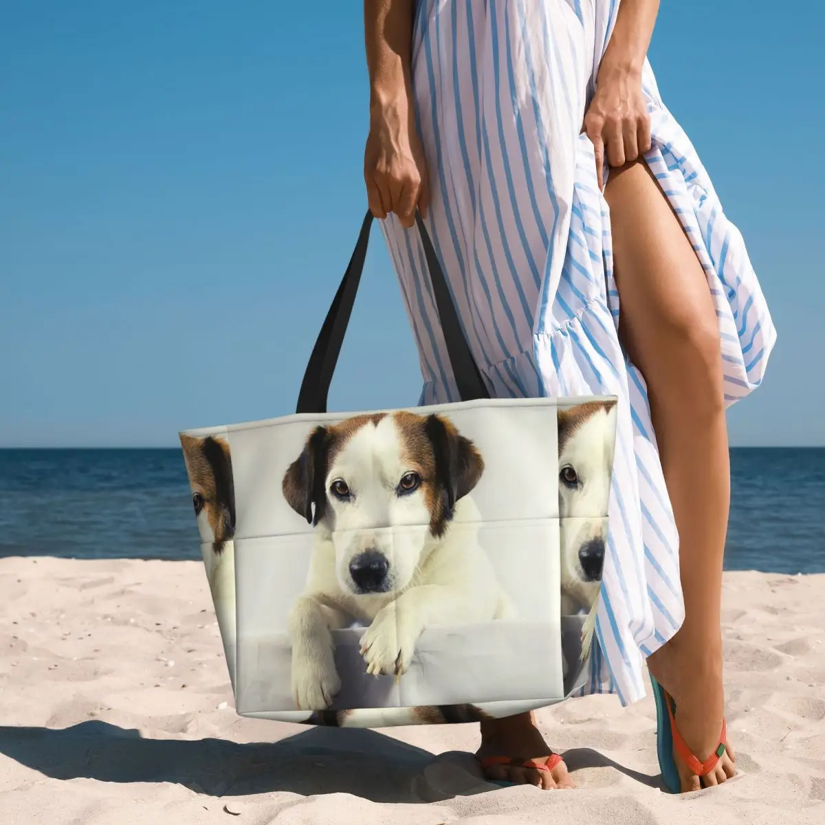 Yoga Fitness Gym Photos - Köpek Jack Russell Terrier Fotoğraf Plaj